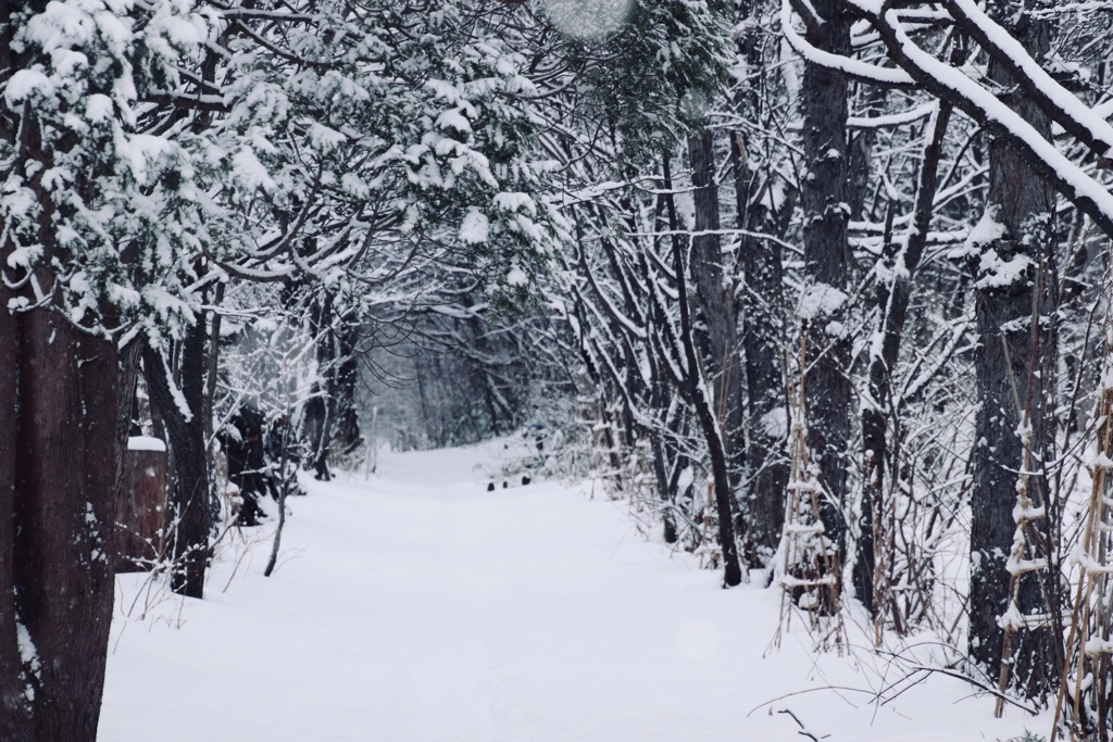 雪道を行ったりきたり