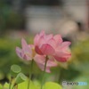 いにしえの貴女に