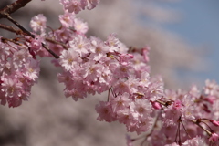 枝垂れ桜  春色
