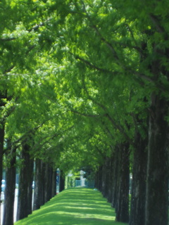 雨あがりのgreen