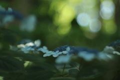 朝の光で呼吸する