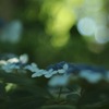 朝の光で呼吸する