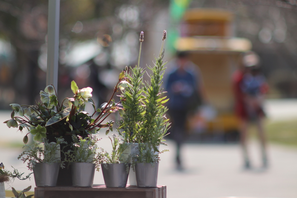 ガーデンマルシェの日❷