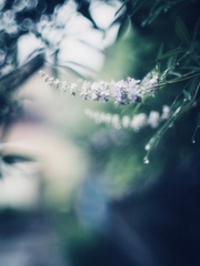 雨あがりの君が眩しくて