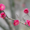 春を待つ風
