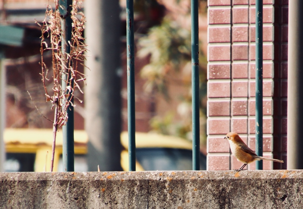 ジョビ子さん 見っけ！