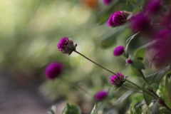 足元にも 〜秋いろ⑤〜