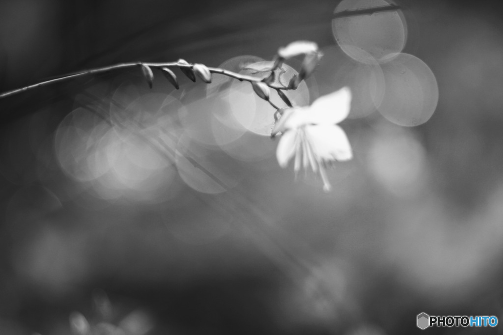 モノクロームのままで