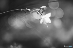 モノクロームのままで