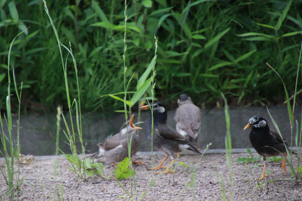 自由気ままに生きる