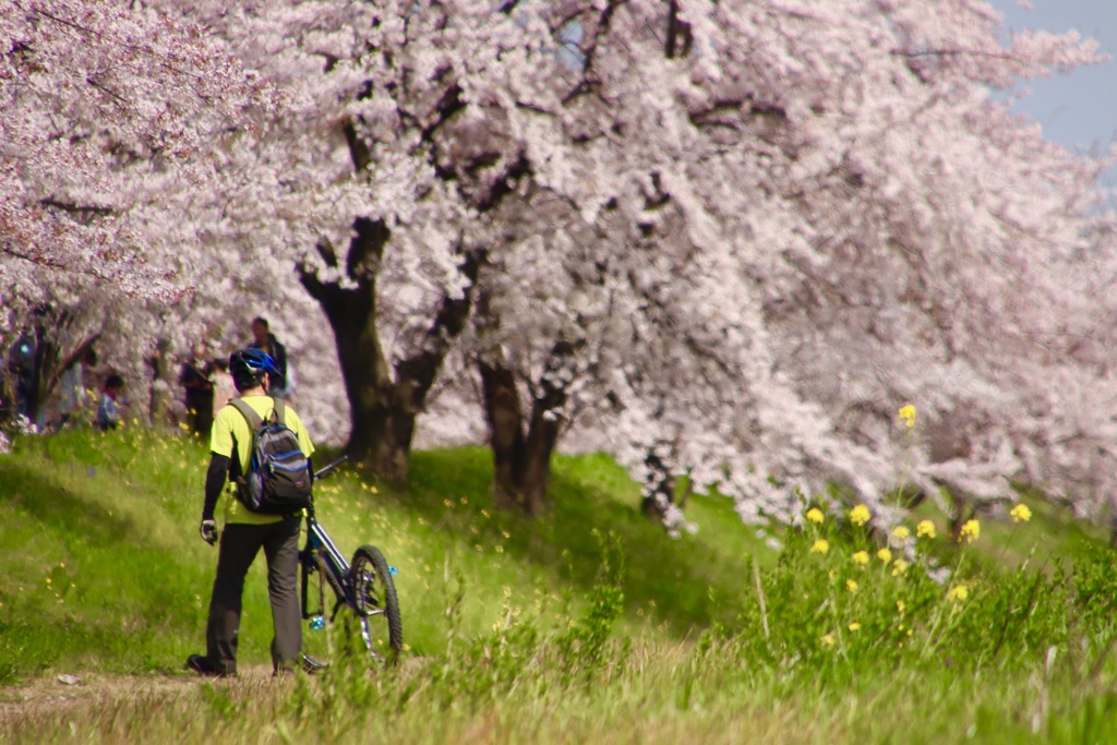 桜並木