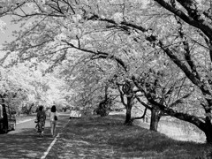 桜舞い散る