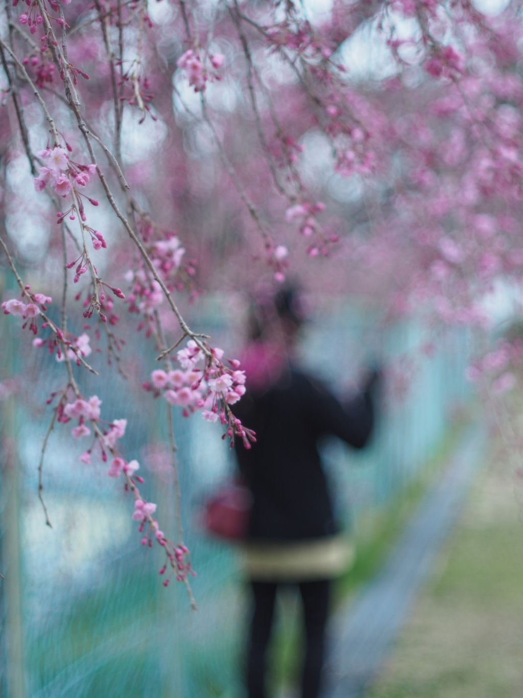 桜の道をゆく