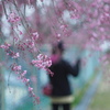 桜の道をゆく