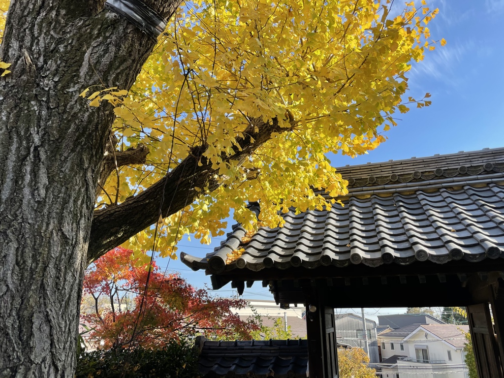 機種変　お試し✨