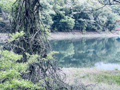 癒しの水場