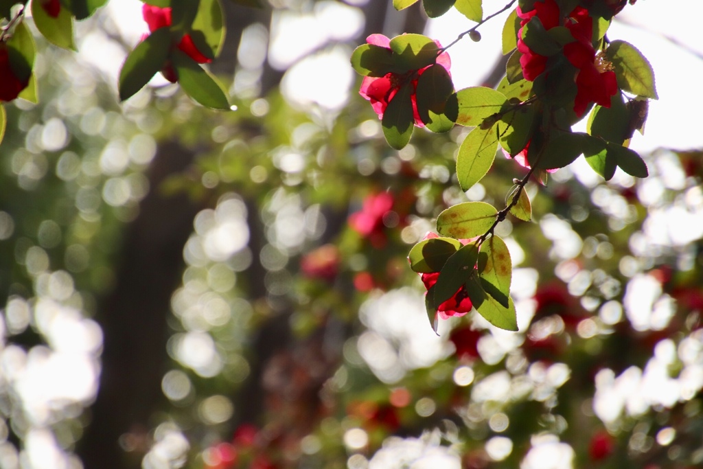 鳥の声に誘われ