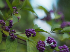 あなたを慕いて