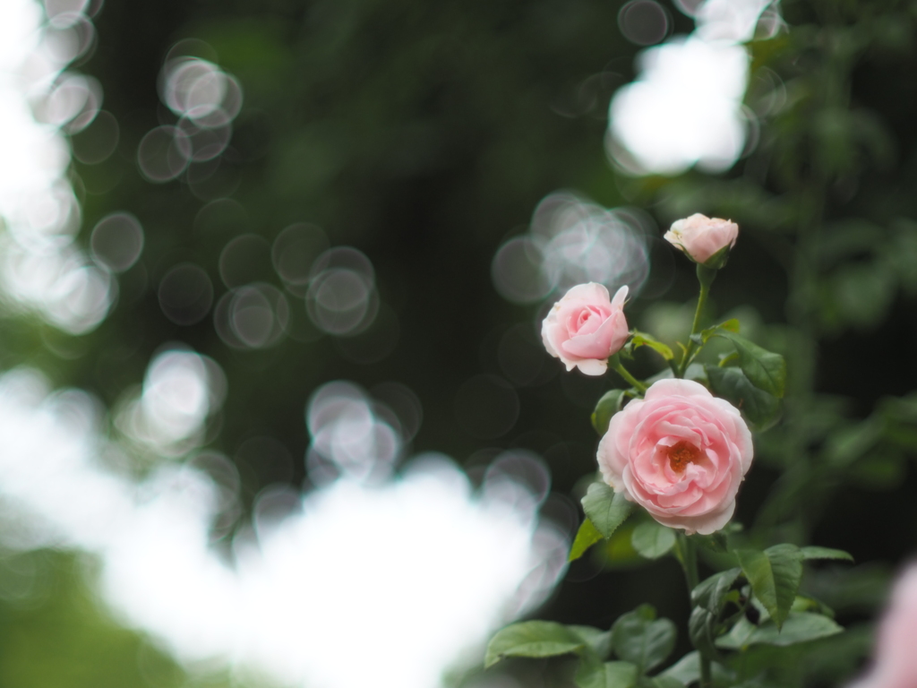 雨の次はきっと晴れ！