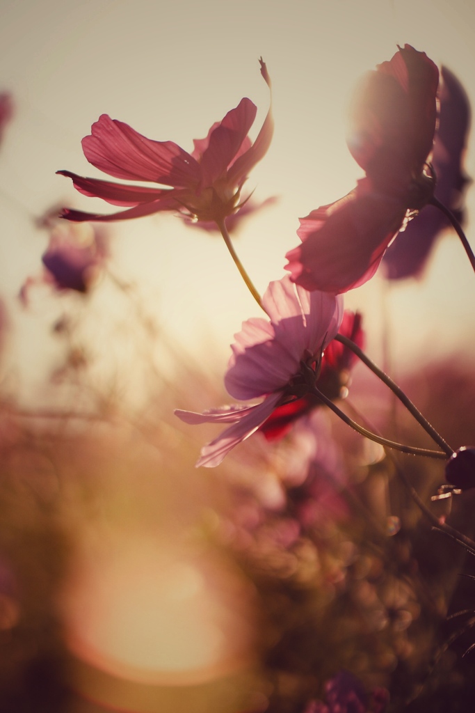 夕刻の花びらに魅せられ