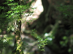 green & shadow