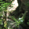 green & shadow