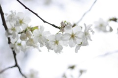 しずかな春の朝