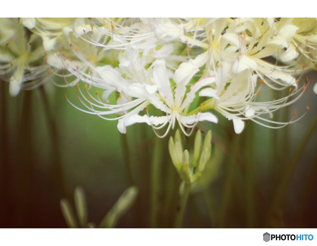 曼珠沙華