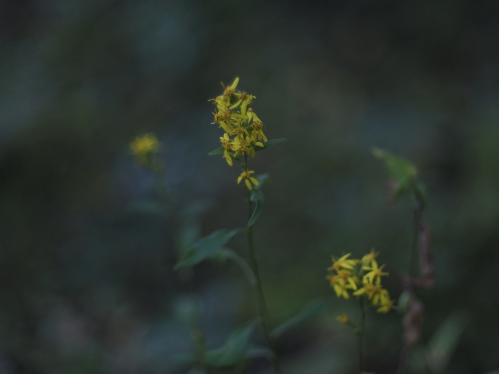 夕刻の森
