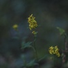 夕刻の森