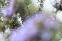 rosemary