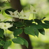 ウォーキング* 5月の風　❸