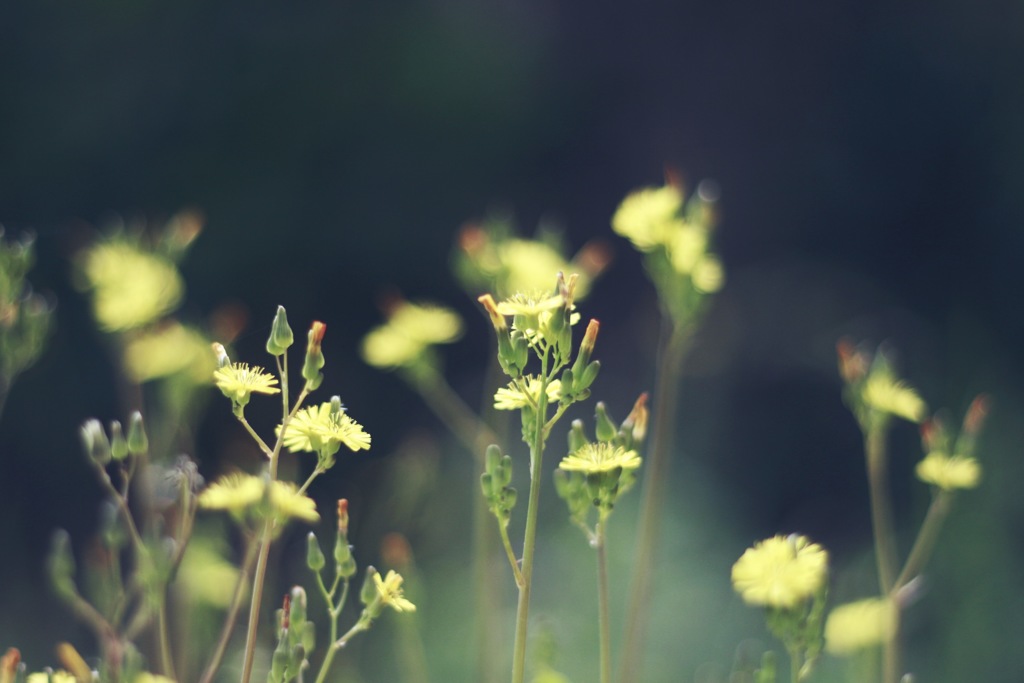 野の花と。。。