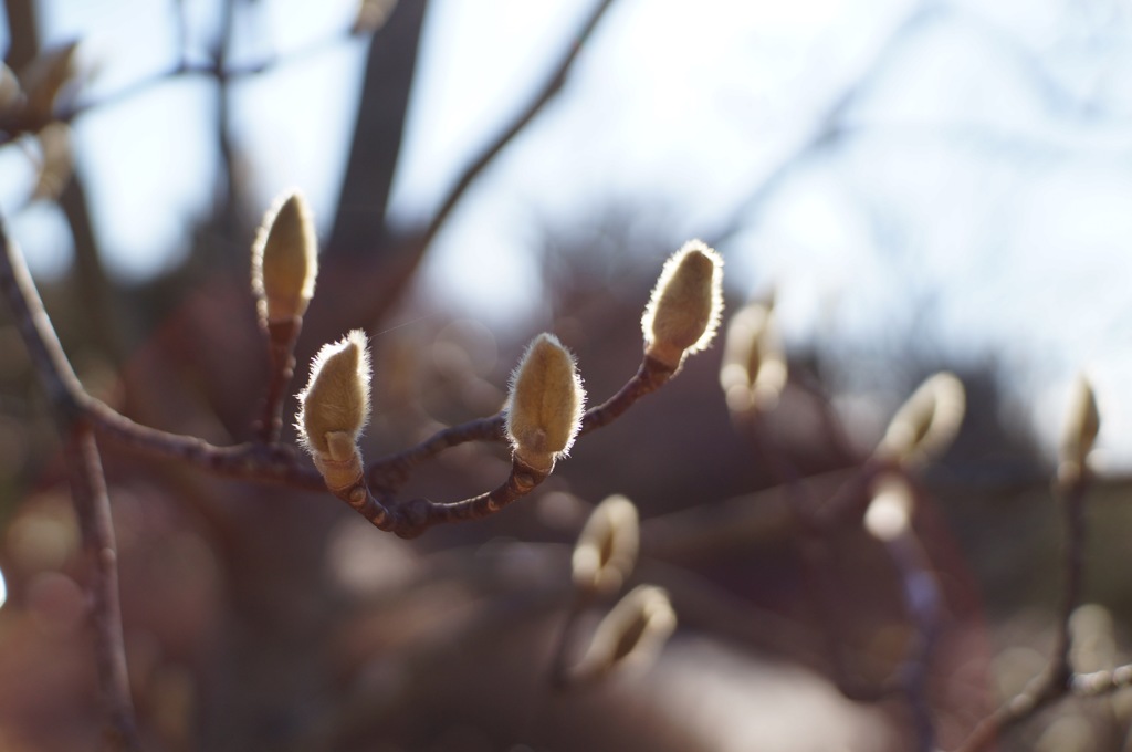 午後のひかり❷
