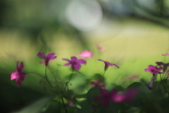 野の花の色