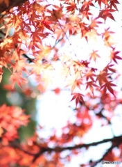 0387E846-E661-46ED-B2AD-75A972DDC874