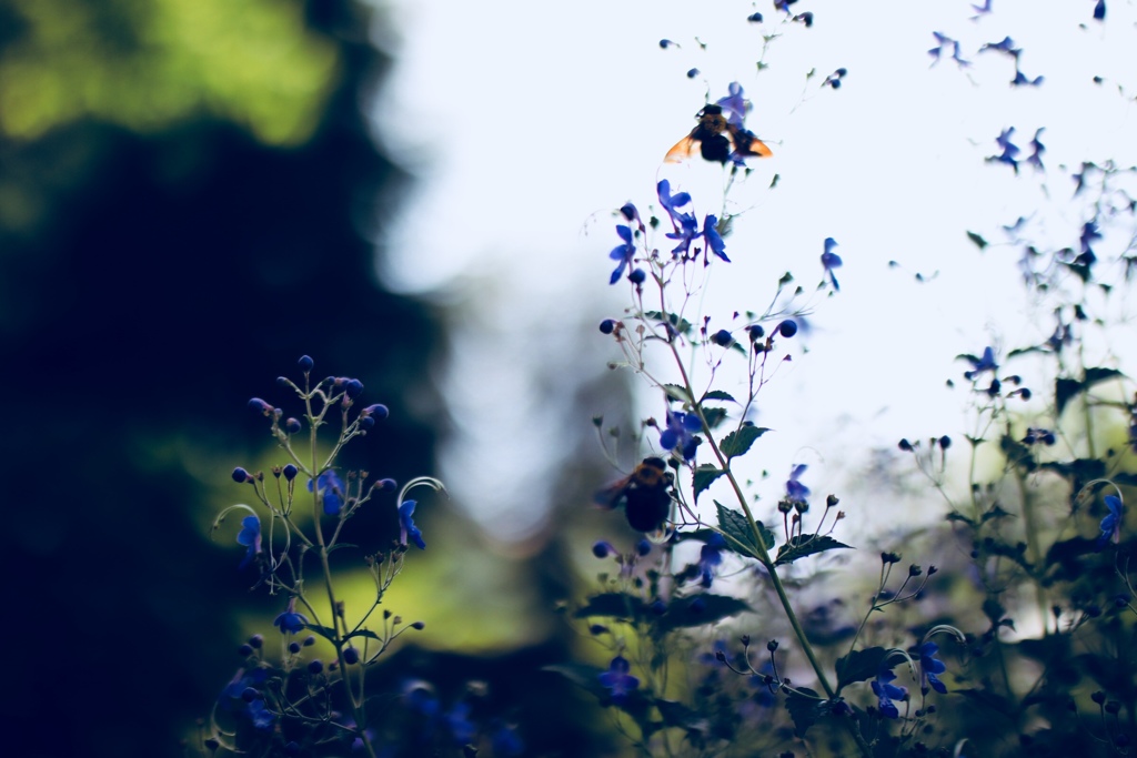いつかまた 逢えるから