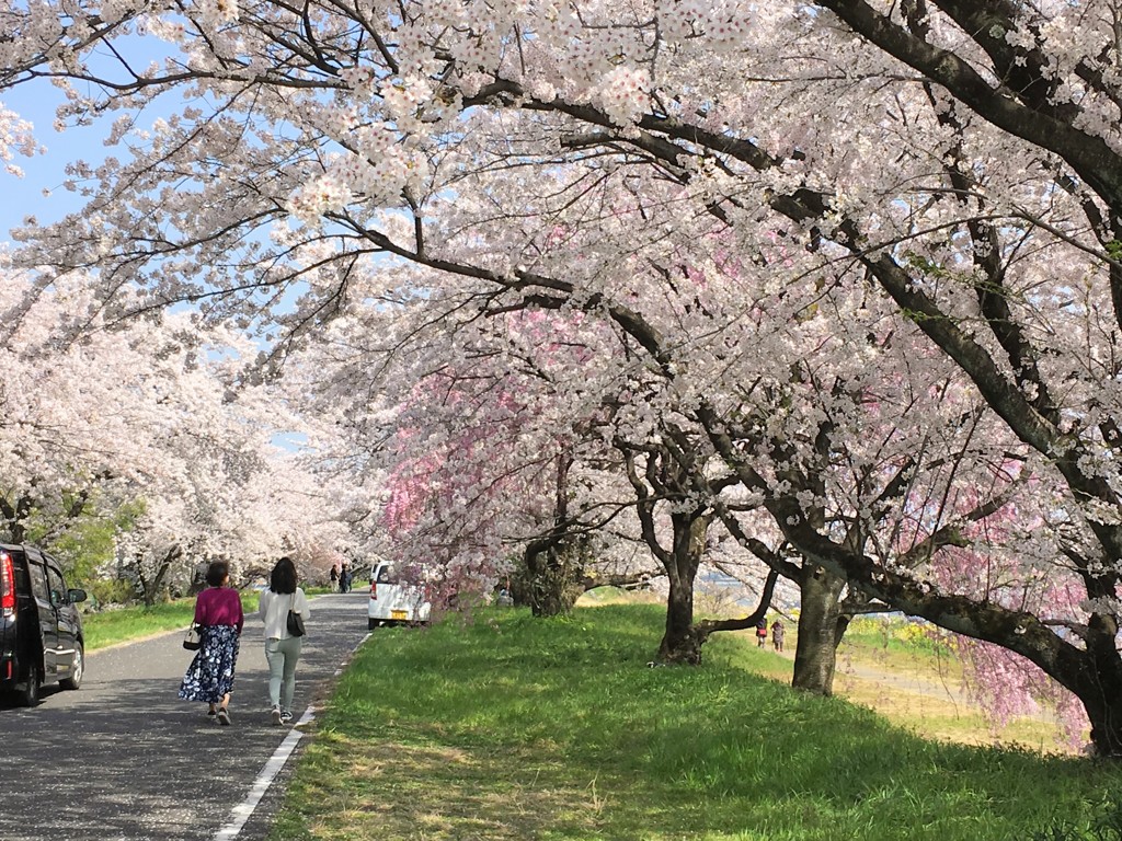 桜を惜しむ