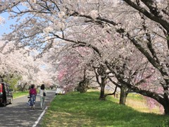 桜を惜しむ