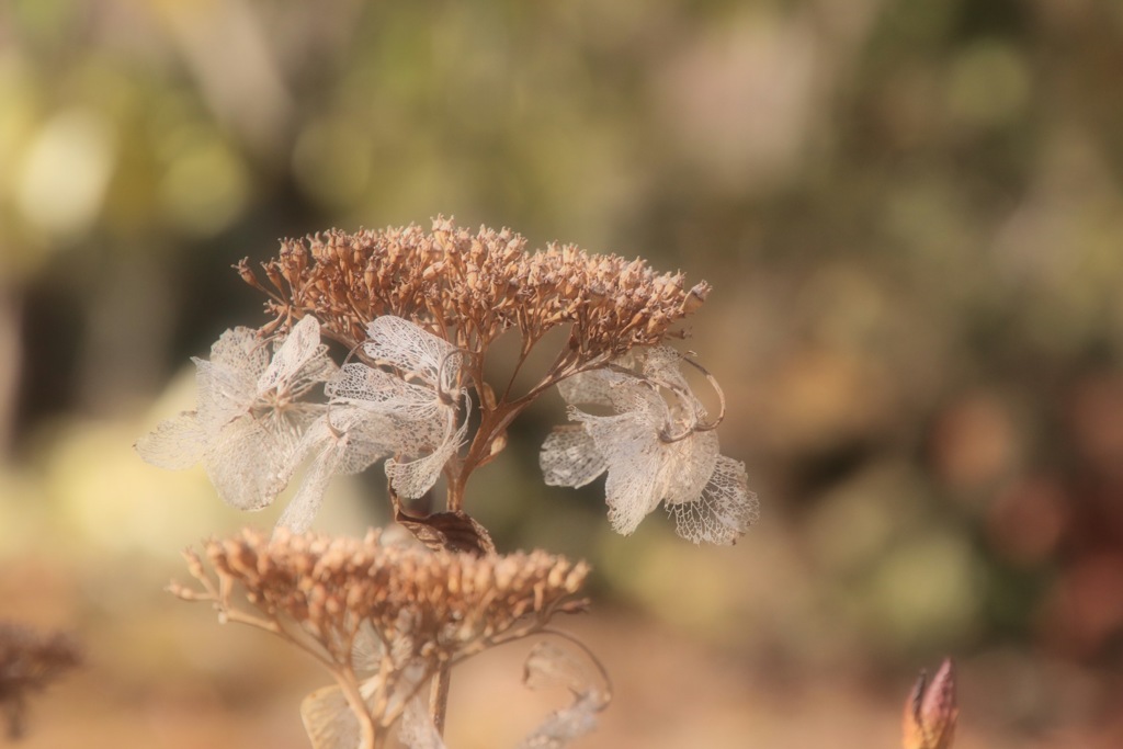 antique ブーケのような