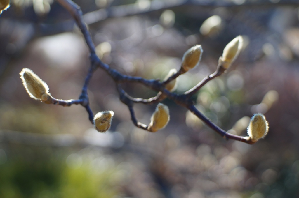 DSC04101　冬いろ②