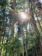 緑と光りに逢いにゆく