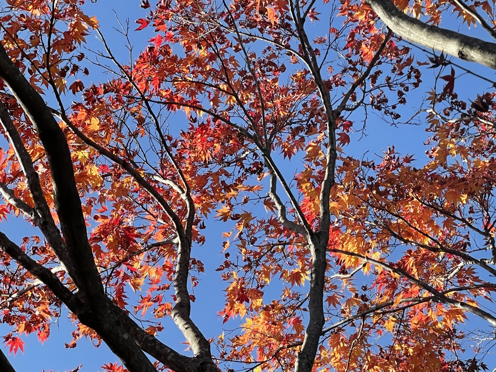 師走の空を見上げたら