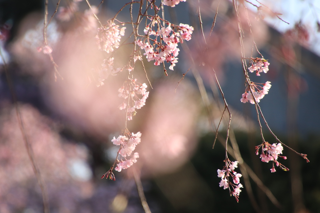 朝の光が眩しくて