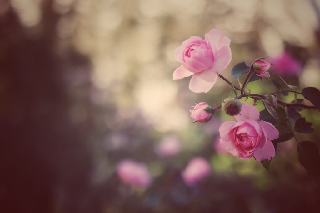 秋薔薇に逢えた日