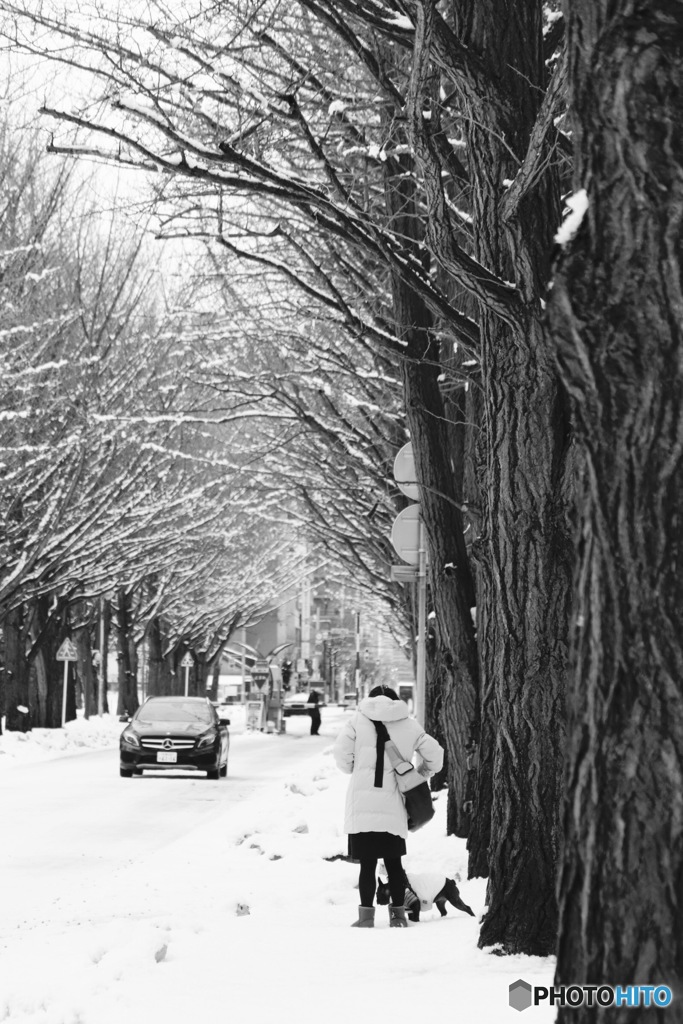 雪の北大  monochrome