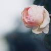 12月の薔薇