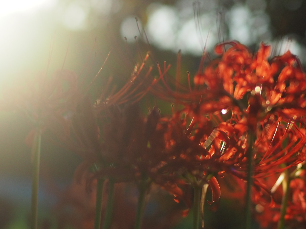 夕暮れの曼珠沙華