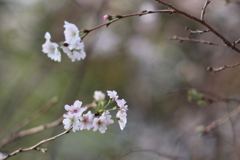 十月桜に逢えた午後