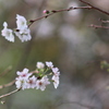 十月桜に逢えた午後